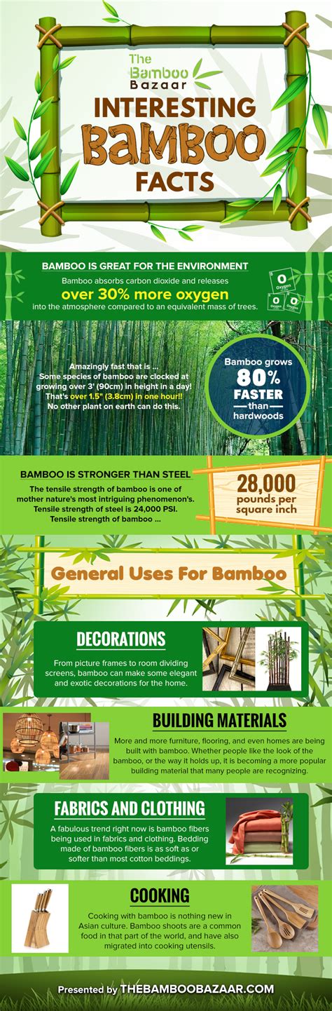 Bamboo magic pilpow infographics